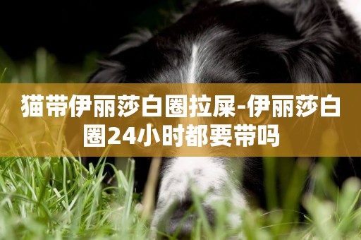 貓帶伊麗莎白圈拉屎-伊麗莎白圈24小時都要帶嗎