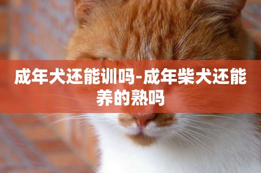 成年犬還能訓嗎-成年柴犬還能養的熟嗎