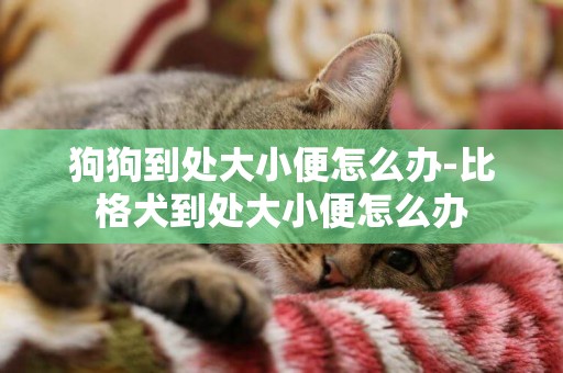 狗狗到處大小便怎么辦-比格犬到處大小便怎么辦