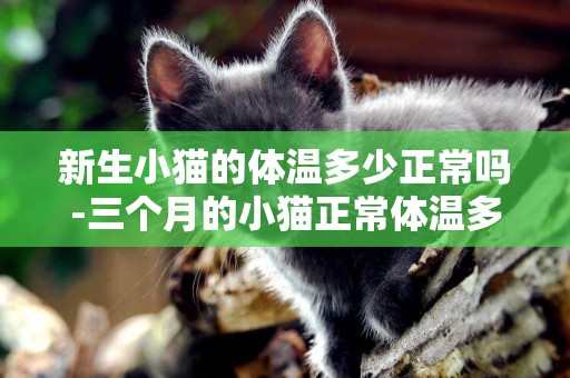 新生小貓的體溫多少正常嗎-三個月的小貓正常體溫多少正常嗎