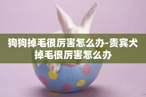 狗狗掉毛很厲害怎么辦-貴賓犬掉毛很厲害怎么辦
