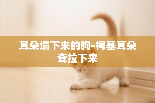 耳朵塌下來的狗-柯基耳朵耷拉下來