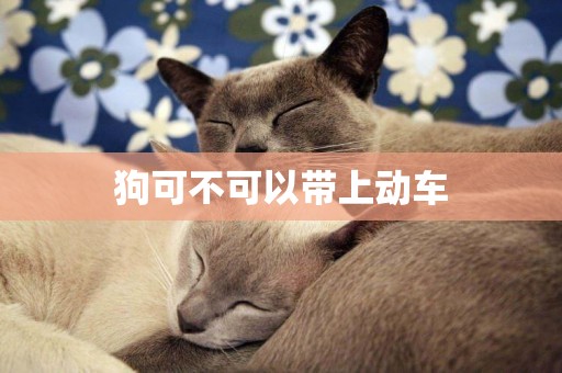 狗可不可以帶上動車