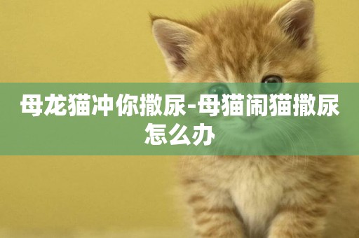 母龍貓沖你撒尿-母貓鬧貓撒尿怎么辦