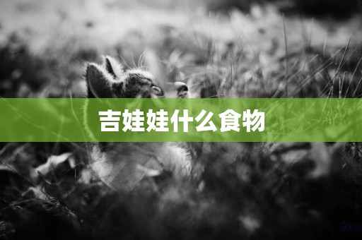 吉娃娃什么食物