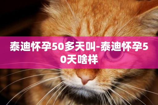 泰迪懷孕50多天叫-泰迪懷孕50天啥樣