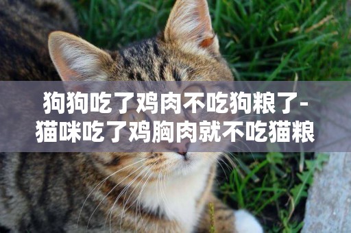 狗狗吃了雞肉不吃狗糧了-貓咪吃了雞胸肉就不吃貓糧了