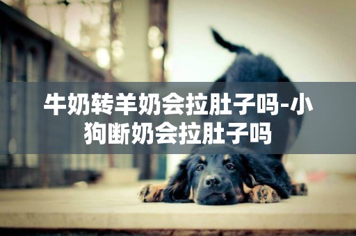 牛奶轉羊奶會拉肚子嗎-小狗斷奶會拉肚子嗎