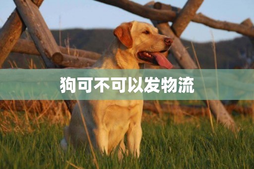 狗可不可以發物流