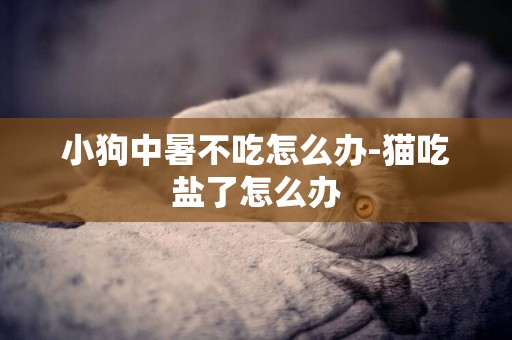 小狗中暑不吃怎么辦-貓吃鹽了怎么辦