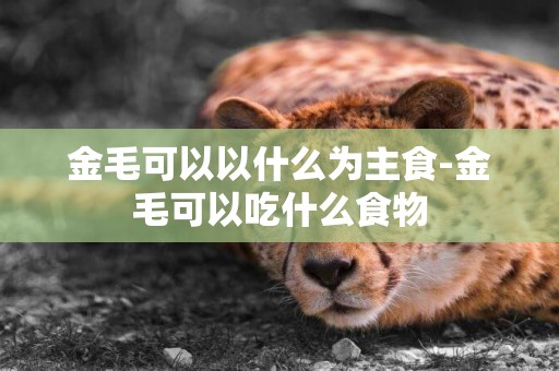 金毛可以以什么為主食-金毛可以吃什么食物