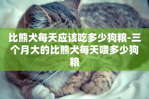 比熊犬每天應該吃多少狗糧-三個月大的比熊犬每天喂多少狗糧