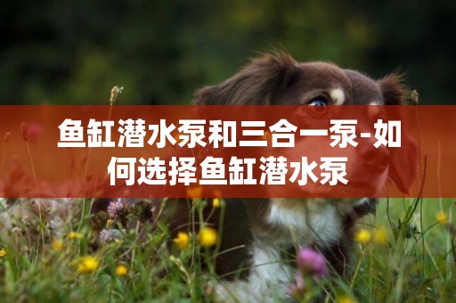 魚缸潛水泵和三合一泵-如何選擇魚缸潛水泵