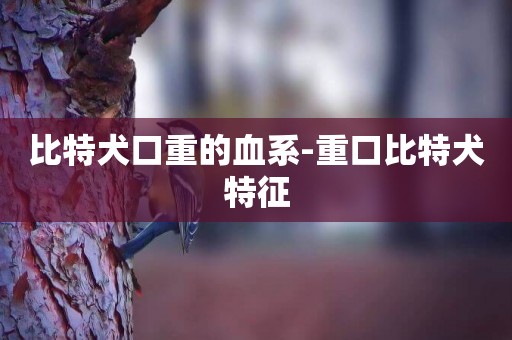 比特犬口重的血系-重口比特犬特征