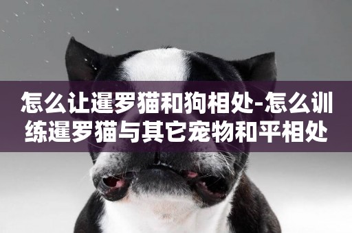 怎么讓暹羅貓和狗相處-怎么訓練暹羅貓與其它寵物和平相處