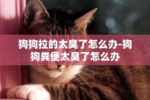 狗狗拉的太臭了怎么辦-狗狗糞便太臭了怎么辦