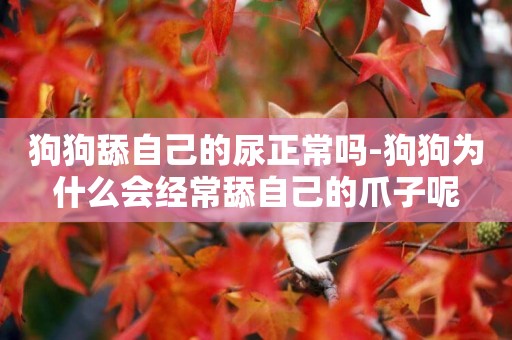 狗狗舔自己的尿正常嗎-狗狗為什么會經常舔自己的爪子呢