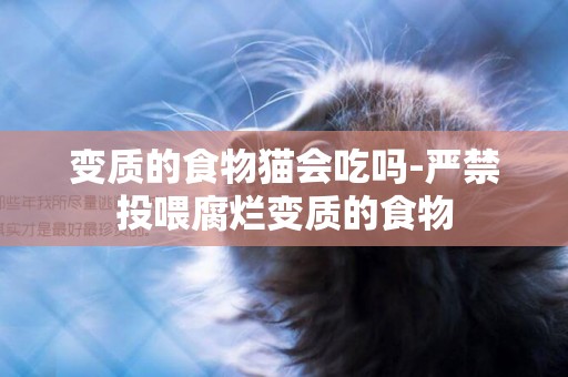 變質的食物貓會吃嗎-嚴禁投喂腐爛變質的食物