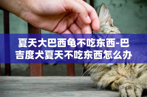 夏天大巴西龜不吃東西-巴吉度犬夏天不吃東西怎么辦
