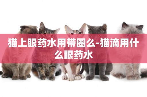 貓上眼藥水用帶圈么-貓滴用什么眼藥水