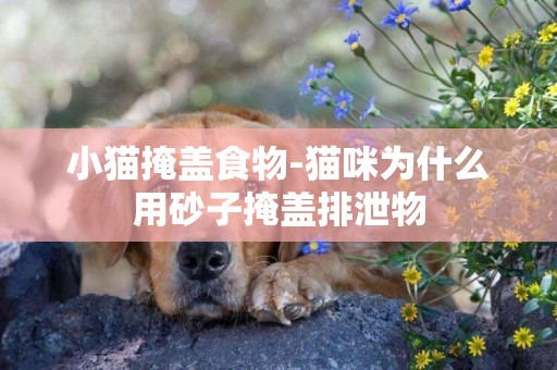 小貓掩蓋食物-貓咪為什么用砂子掩蓋排泄物