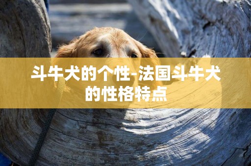 斗牛犬的個性-法國斗牛犬的性格特點