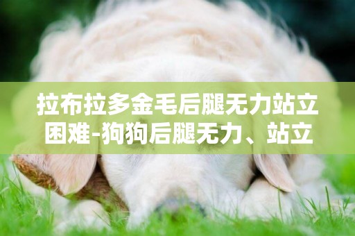 拉布拉多金毛后腿無力站立困難-狗狗后腿無力、站立困難該怎么辦