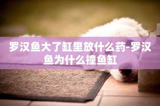 羅漢魚大了缸里放什么藥-羅漢魚為什么撞魚缸