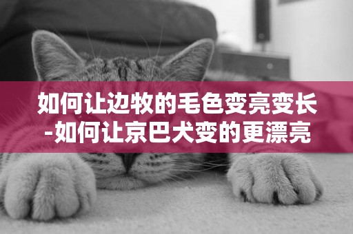 如何讓邊牧的毛色變亮變長-如何讓京巴犬變的更漂亮