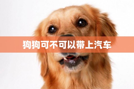 狗狗可不可以帶上汽車