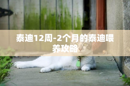 泰迪12周-2個月的泰迪喂養攻略