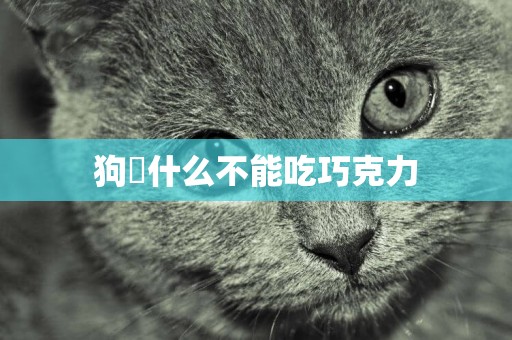 狗為什么不能吃巧克力