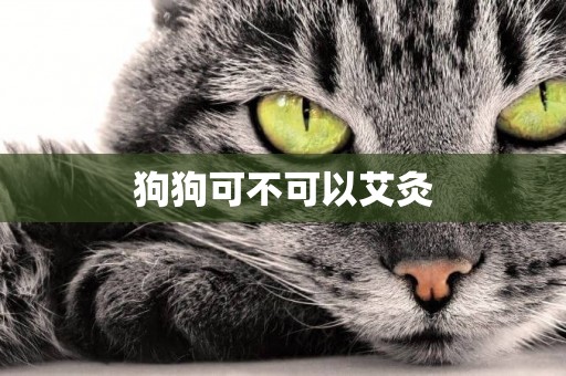 狗狗可不可以艾灸