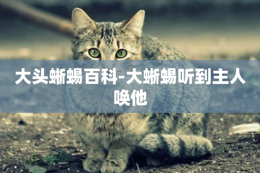 大頭蜥蜴百科-大蜥蜴聽到主人喚他