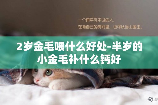 2歲金毛喂什么好處-半歲的小金毛補什么鈣好