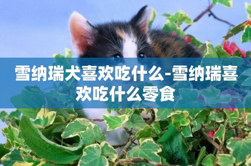 雪納瑞犬喜歡吃什么-雪納瑞喜歡吃什么零食
