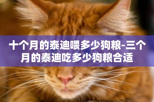 十個月的泰迪喂多少狗糧-三個月的泰迪吃多少狗糧合適