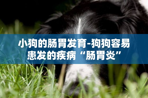 小狗的腸胃發育-狗狗容易患發的疾病“腸胃炎”
