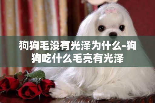 狗狗毛沒有光澤為什么-狗狗吃什么毛亮有光澤
