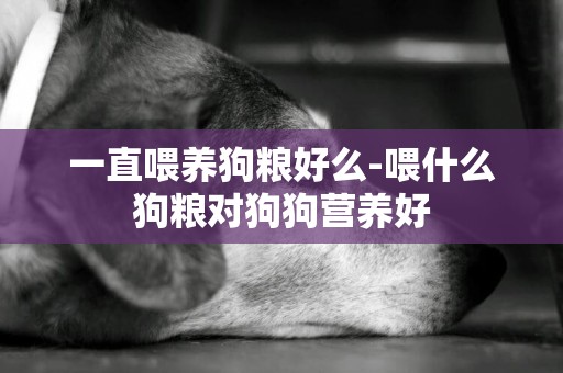 一直喂養狗糧好么-喂什么狗糧對狗狗營養好