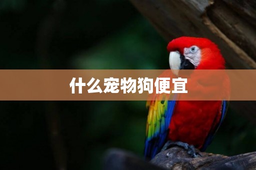 什么寵物狗便宜