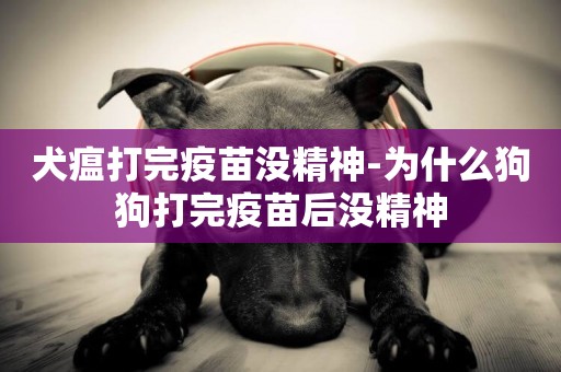 犬瘟打完疫苗沒精神-為什么狗狗打完疫苗后沒精神