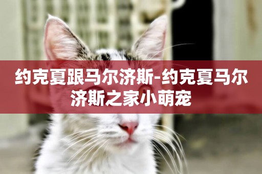 約克夏跟馬爾濟斯-約克夏馬爾濟斯之家小萌寵