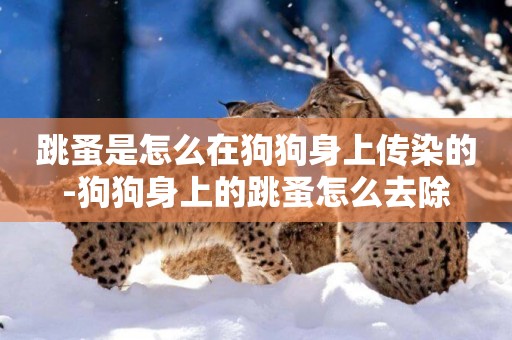 跳蚤是怎么在狗狗身上傳染的-狗狗身上的跳蚤怎么去除