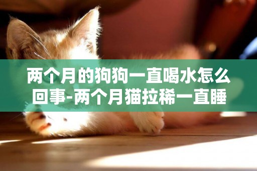 兩個月的狗狗一直喝水怎么回事-兩個月貓拉稀一直睡覺怎么回事
