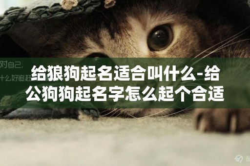 給狼狗起名適合叫什么-給公狗狗起名字怎么起個合適的