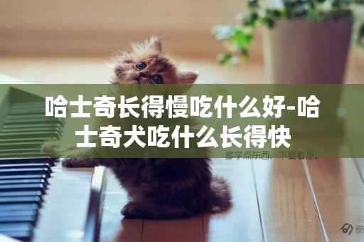 哈士奇長得慢吃什么好-哈士奇犬吃什么長得快