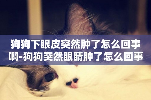 狗狗下眼皮突然腫了怎么回事啊-狗狗突然眼睛腫了怎么回事