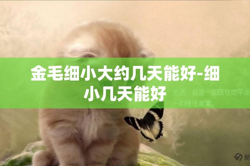 金毛細小大約幾天能好-細小幾天能好
