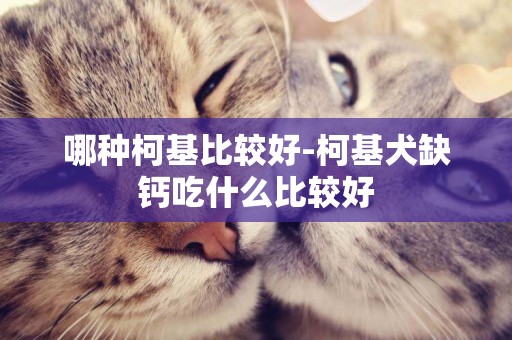 哪種柯基比較好-柯基犬缺鈣吃什么比較好